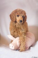 Hunde Shampoo