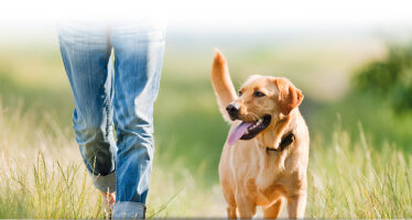 erwachsener Hund