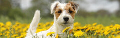 erwachsene Hunde