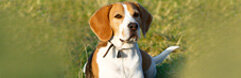 Senior Hundefutter