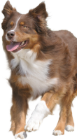erwachsene Hunde