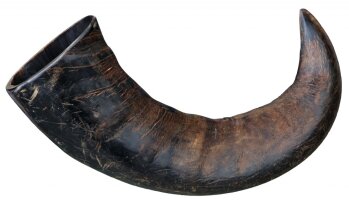 Büffel-Kauhorn