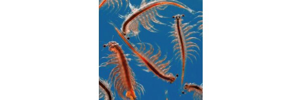 Artemia Zucht