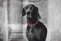 Emmy & Pepe (Sonderangebot -20%)