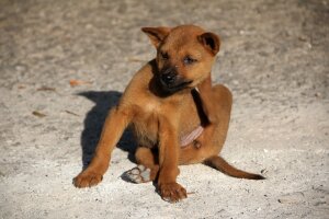 Hunde Ungezieferprodukte