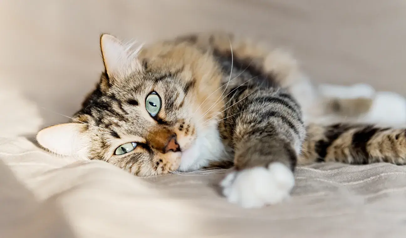 Katze