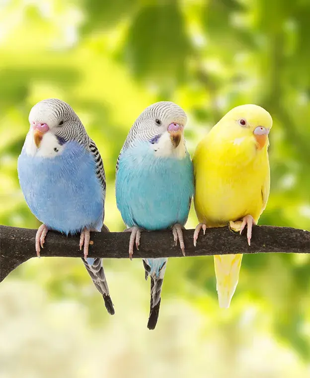 Ziervögel