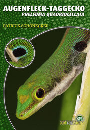 NTV Art für Art Der Augenfleck Taggecko (Phelsuma quadrocellata)