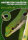 NTV Art für Art Der Augenfleck Taggecko (Phelsuma quadrocellata)