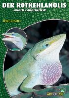 NTV Art für Art Der Rotkehlanolis (Anolis carolinensis)