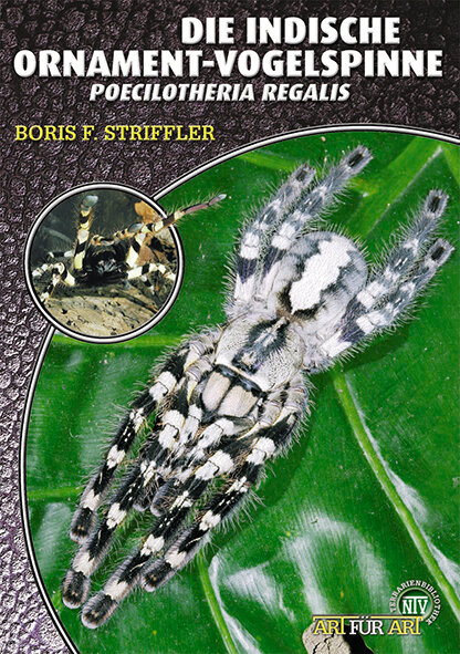 NTV Art für Art Die Indische Ornament Vogelspinne (Poecilotheria regalis)