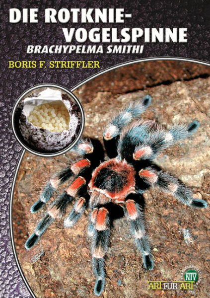 NTV Art für Art Die Rotknie Vogelspinne (Brachypelma smithi)