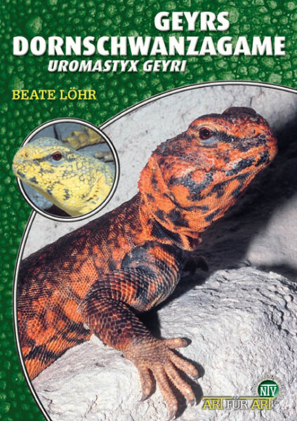 NTV Art für Art Geyr`s Dornschwanzagame (Uromastyx geyri)