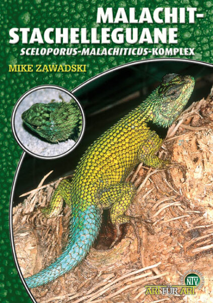 NTV Art für Art Malachit Stachelleguane (Sceloporus malachiticus)