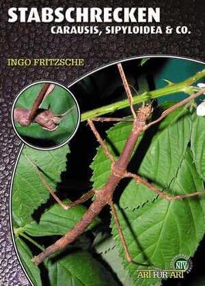 NTV Art für Art Stabschrecken (Carausis, Sipyloidea)