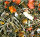 JR FARM Wiesenkräuter 150g