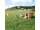 Trixie natura Freilaufgehege mit Abdeckung 144×58×116cm