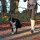 Hands Free Leine, mit Bauchgurt, Nylon, schwarz