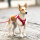 Curli Brustgeschirr Vest Air-Mesh Red XXS