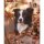 Kalender Border Collies
