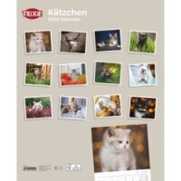 Kalender Kätzchen