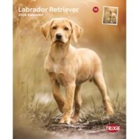 Kalender Labrador Retriever