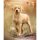 Kalender Labrador Retriever