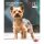 Kalender Yorkshire Terrier