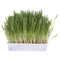 Katzengras Nachfüllbeutel, ca. 100 g