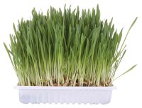 Trixie Katzengras- Schale, ca. 100 g