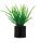 Hobby Eleocharis mini 1,5x1,5x3cm