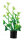 Hobby Cardamine mini 1,5x1,5x5cm
