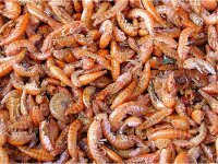 Tripond Koi Shrimps 1 Liter