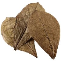 Hobby Catappa Leaves XL 12 Stück