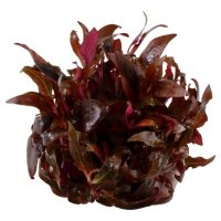 Alternanthera reineckii "Mini" (1-2-Grow!)