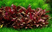Alternanthera reineckii "Mini" (1-2-Grow!)