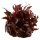 Alternanthera reineckii "Mini" (1-2-Grow!)
