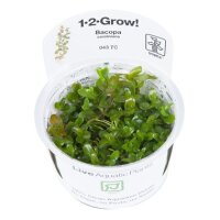 Bacopa caroliniana (1-2-Grow!)