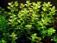 Bacopa caroliniana (1-2-Grow!)