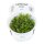 Bacopa caroliniana (1-2-Grow!)