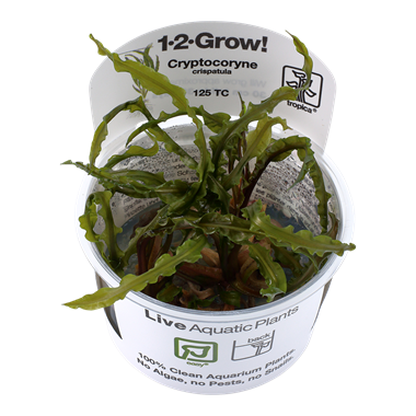 Cryptocoryne crispatula (1-2-Grow!)