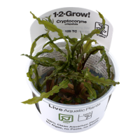 Cryptocoryne crispatula (1-2-Grow!)