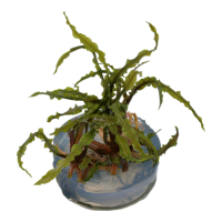 Cryptocoryne crispatula (1-2-Grow!)