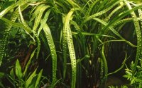 Cryptocoryne crispatula (1-2-Grow!)