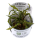 Cryptocoryne crispatula (1-2-Grow!)