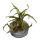 Cryptocoryne crispatula (1-2-Grow!)