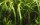 Cryptocoryne crispatula (1-2-Grow!)