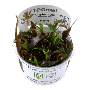 Cryptocoryne undulatus "Red" (1-2-Grow!)