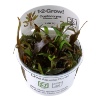Cryptocoryne undulatus "Red" (1-2-Grow!)