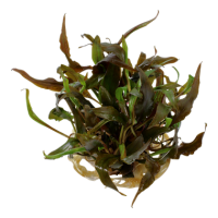 Cryptocoryne undulatus "Red" (1-2-Grow!)